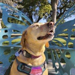 Lizzy Lou Woof the Beaten Path's adventure dog
